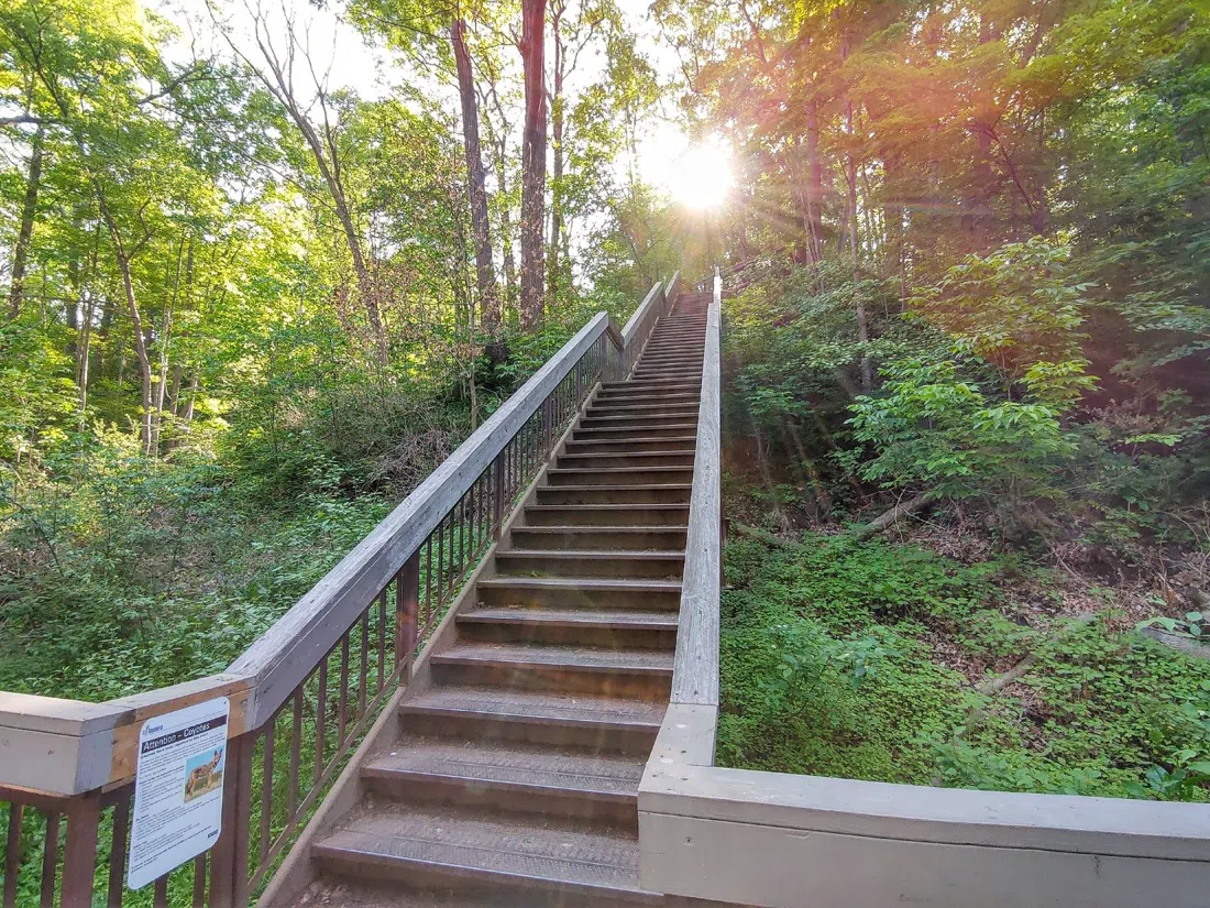 Glen Stewart Ravine, Toronto
