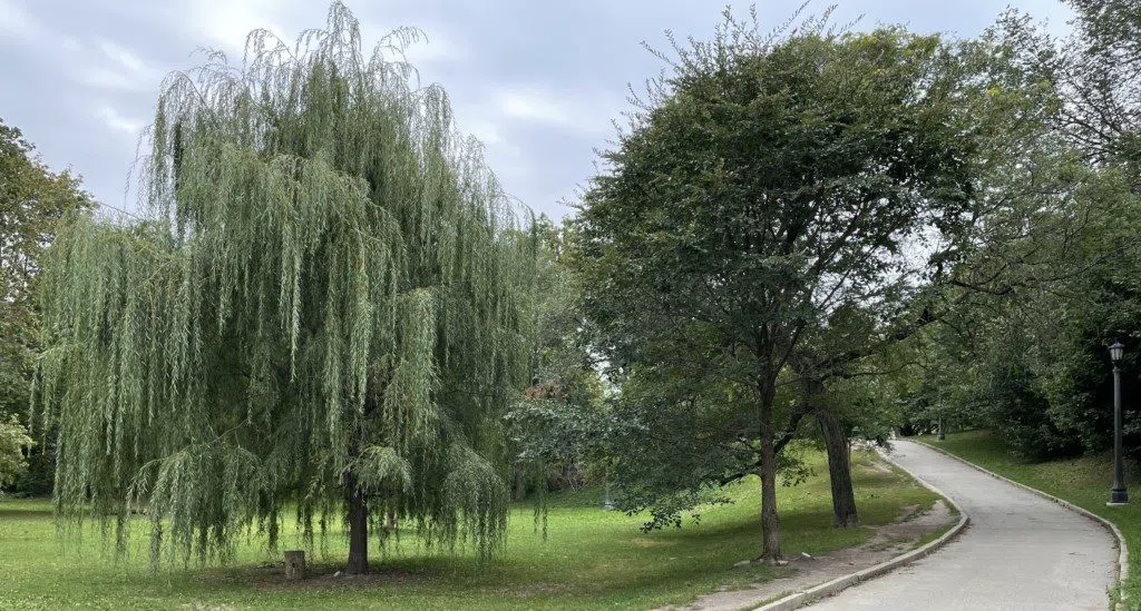 Trinity Bellwoods Park (il Crawford Street Bridge sepolto), Toronto